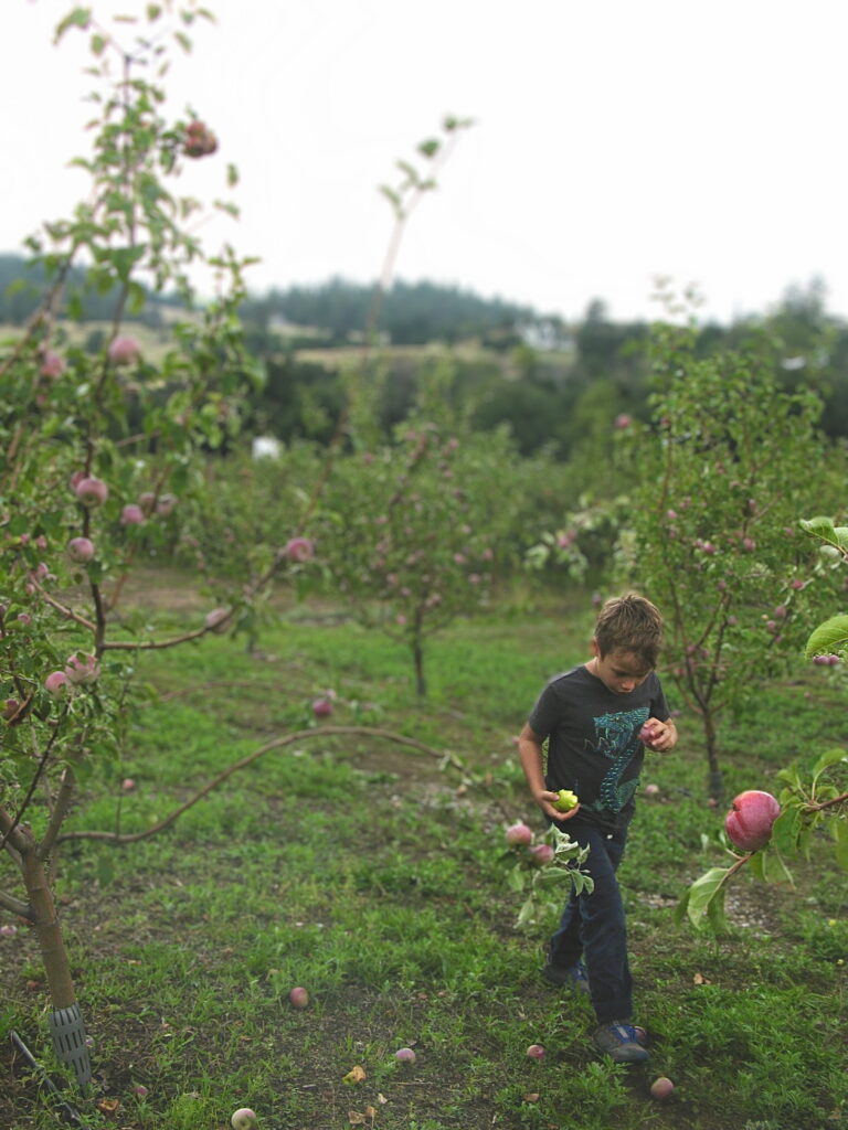 Boy walking through apple orchard eating apples