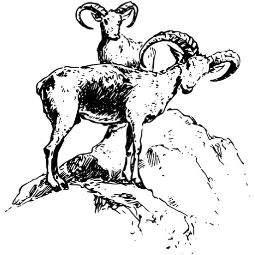 Big horn sheep on an adventure